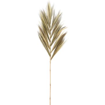 Decorative stem made of mustard grass, approx. 145-150 cm