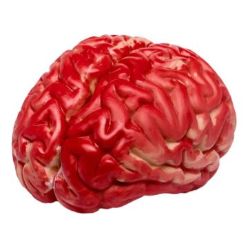 Artificial plastic brain - 14x8 cm