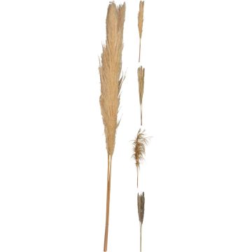 Pampas Grass 3 Stems 100-115 cm in Natural Colours