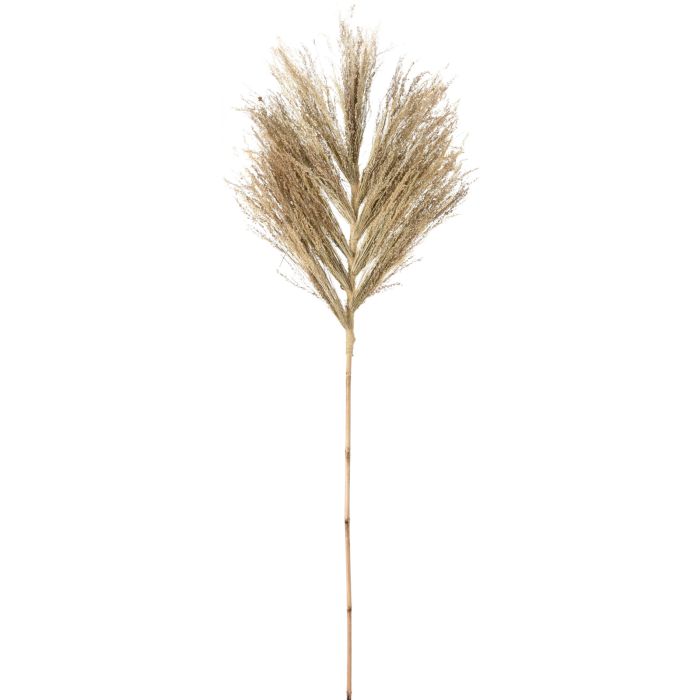 Decorative Stem of Star Grass, approx. 145-150 cm
