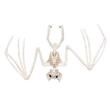 Bat skeleton decoration - 30x16 cm