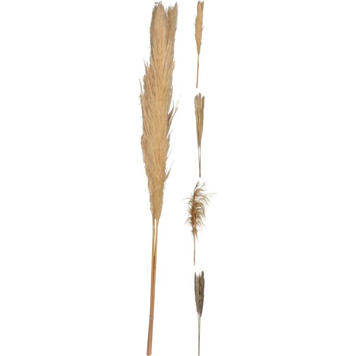 Pampas Grass 3 Stems 100-115 cm in Natural Colours