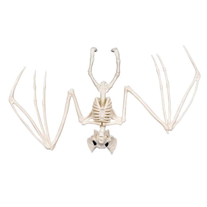 Bat skeleton decoration - 30x16 cm