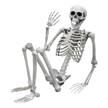 Life-Size Skeleton - 165 cm