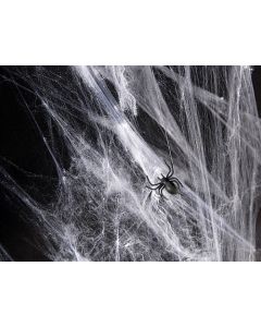 Cobweb With Spiders