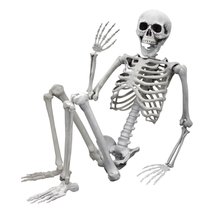 Life-Size Skeleton - 165 cm
