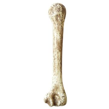 Caveman Bone - 36 cm