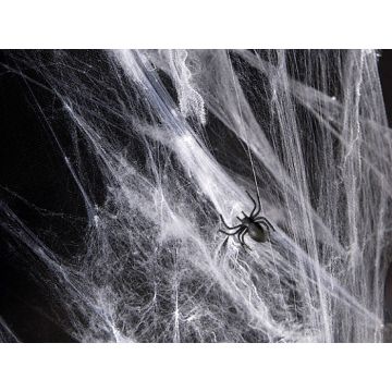 White Spider Web with Spiders