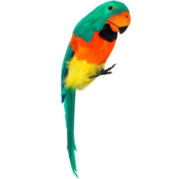 Green parrot with feathers