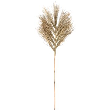 Decorative Stem of Star Grass, approx. 145-150 cm
