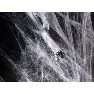 Cobweb With Spiders